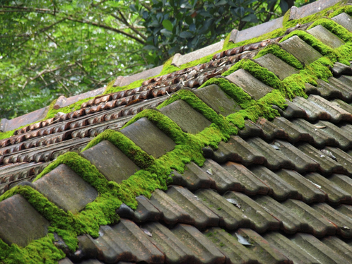 Démoussage de toiture dans la Charente